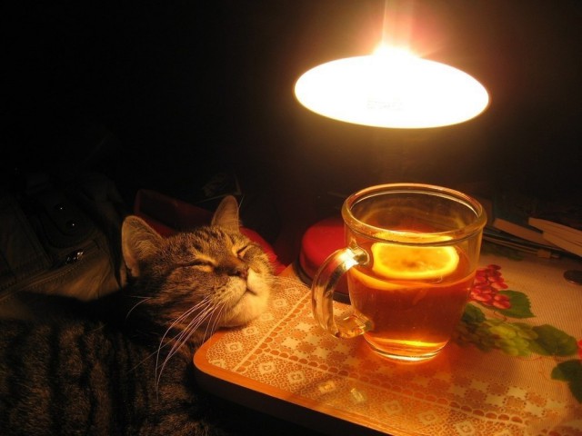 Котец отдыхает.jpg