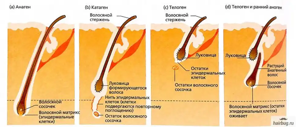 циклы роста волос.webp